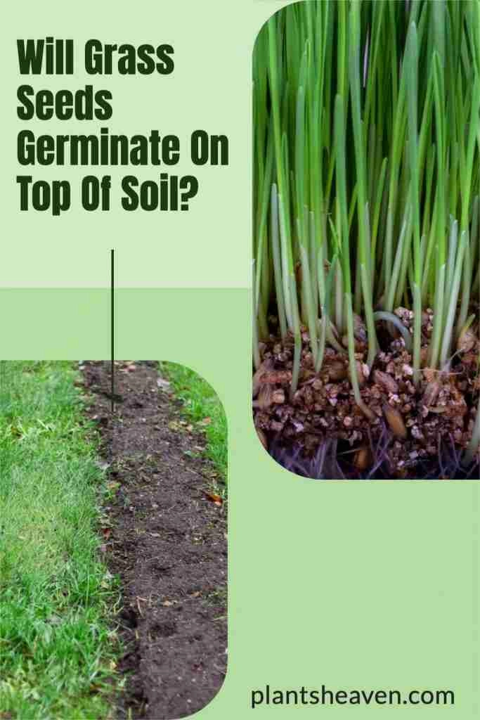 Will Grass Seeds Germinate On Top Of Soil? Here's The Answer! Plants