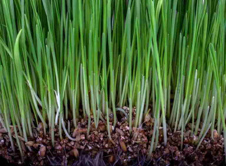 will-grass-seeds-germinate-on-top-of-soil-here-s-the-answer-plants