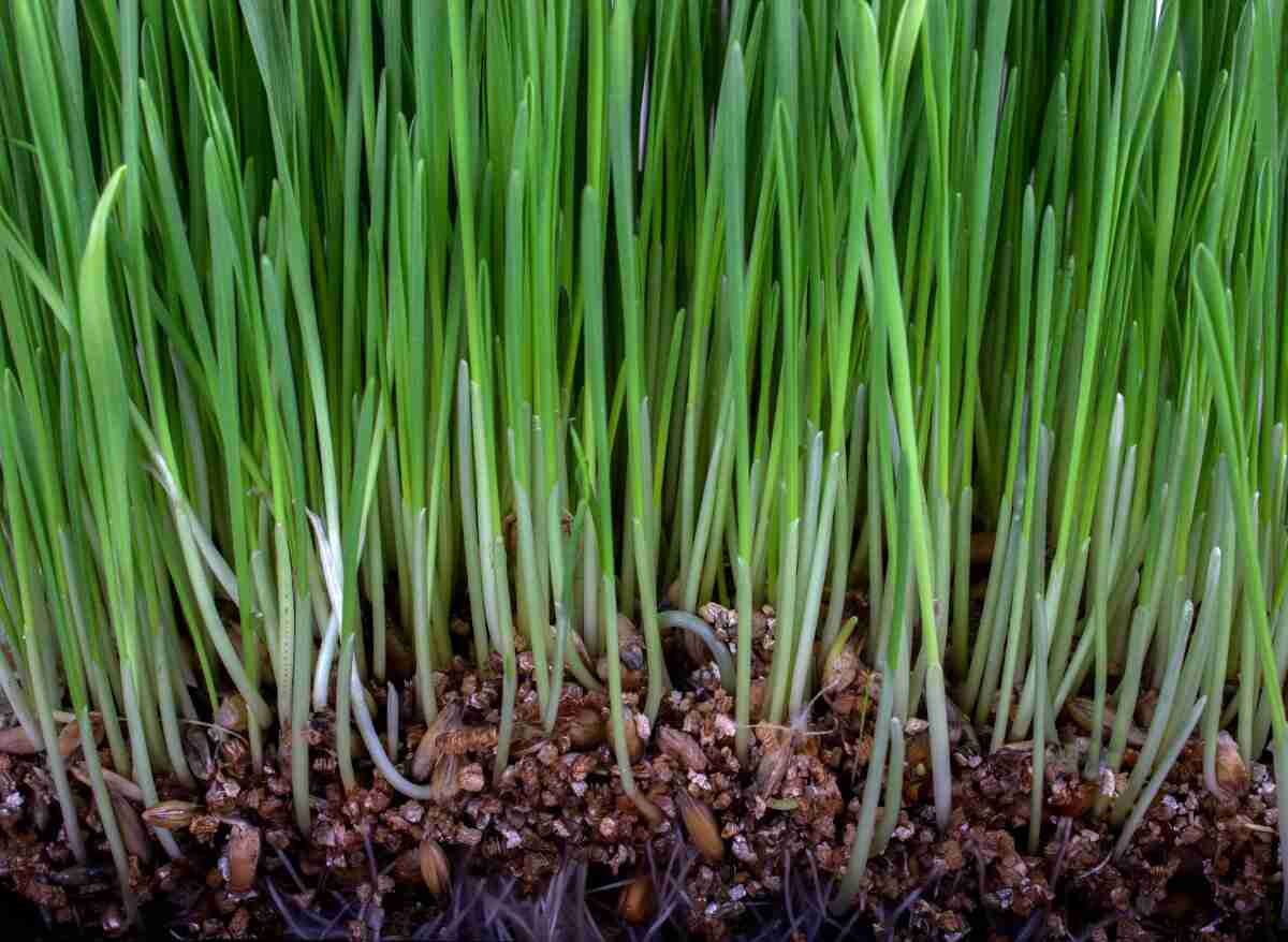 Will Grass Seeds Germinate On Top Of Soil? Here's The Answer! Plants