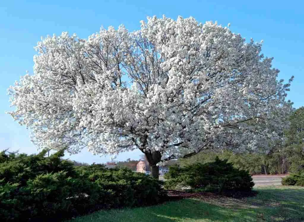 How Far From The House Should You Plant a Dogwood Tree
