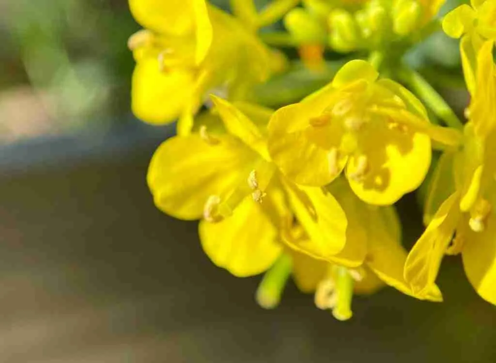 How Is The Brassica Flower Different From The Hibiscus Flower