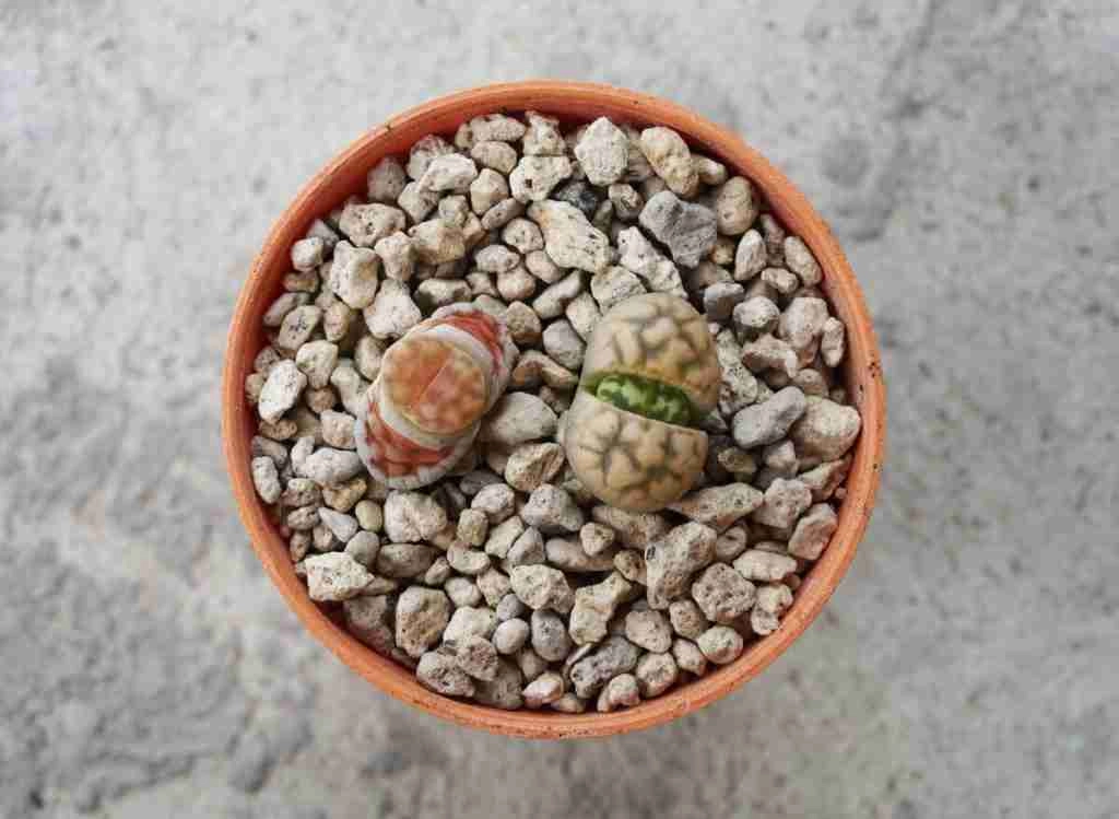 How To Deal With Splitting Lithops