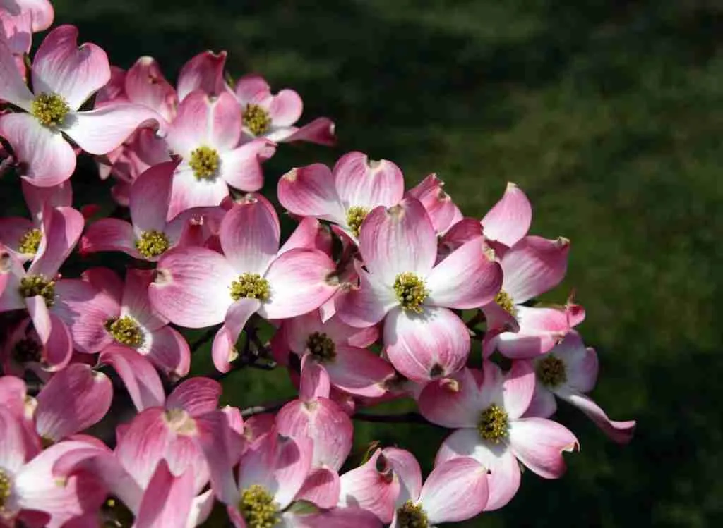 Is Holly-Tone Good For Dogwood Trees