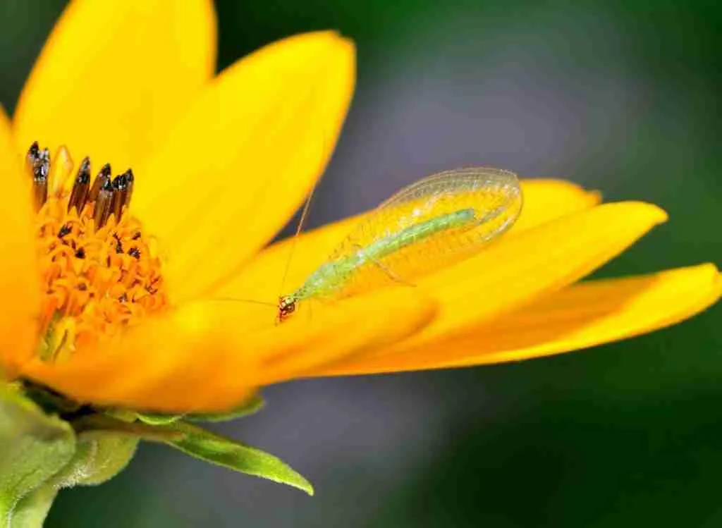 Top 10 Best Beneficial Insects For Gardens