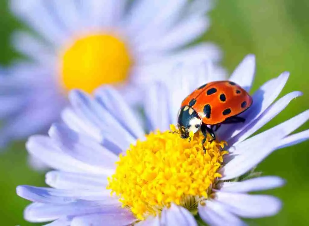 Top 10 Best Beneficial Insects For Gardens