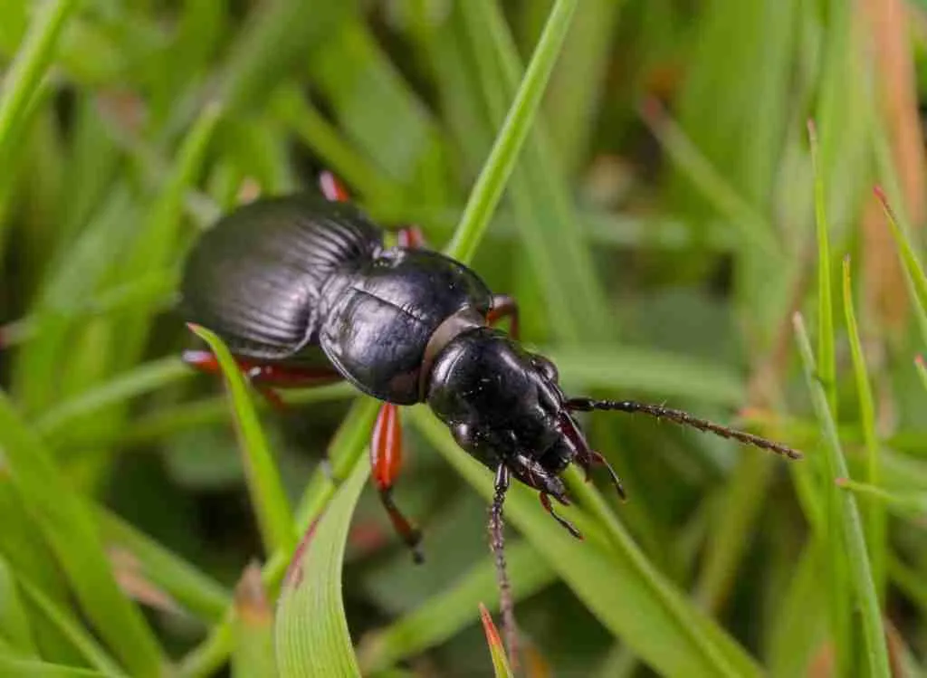 Top 10 Best Beneficial Insects For Gardens