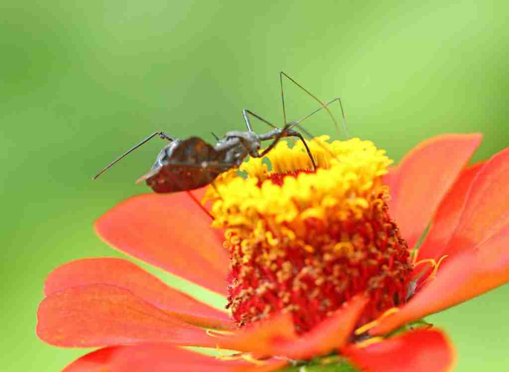 Top 10 Best Beneficial Insects For Gardens