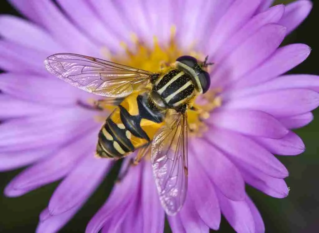 Top 10 Best Beneficial Insects For Gardens