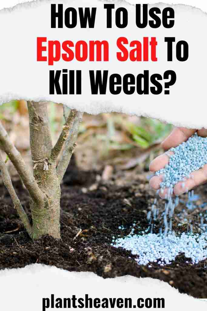 How To Use Epsom Salt To Kill Weeds A Quick Guide Plants Heaven