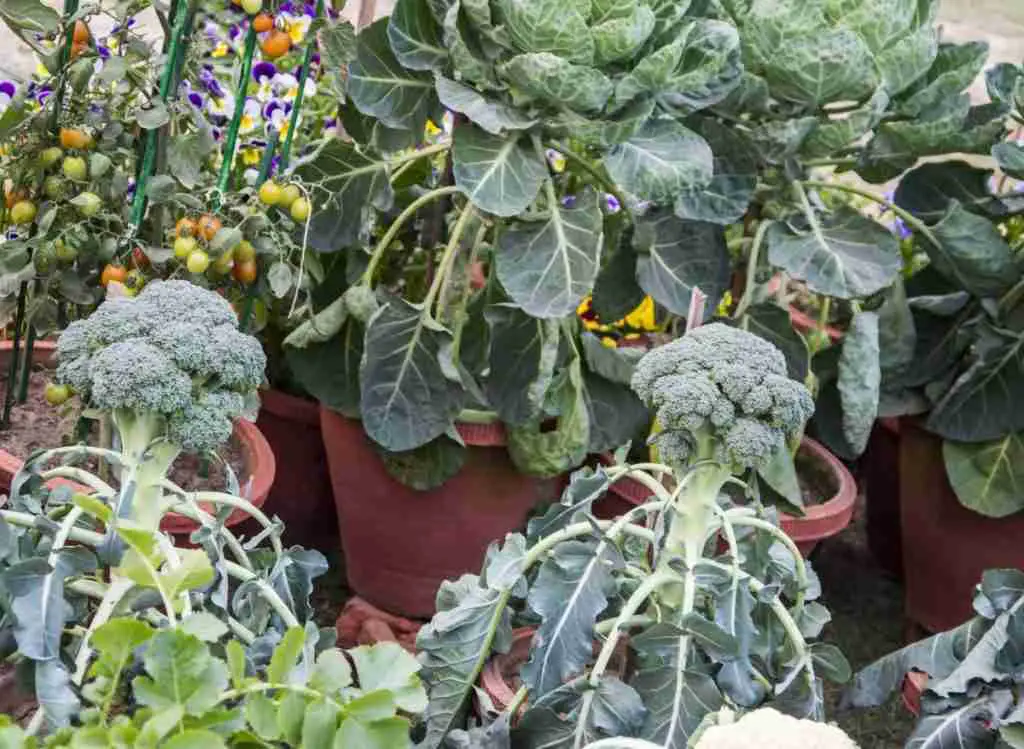 Starting Broccoli Indoors