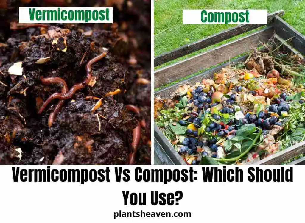 Vermicompost Vs Compost: Which Should You Use
