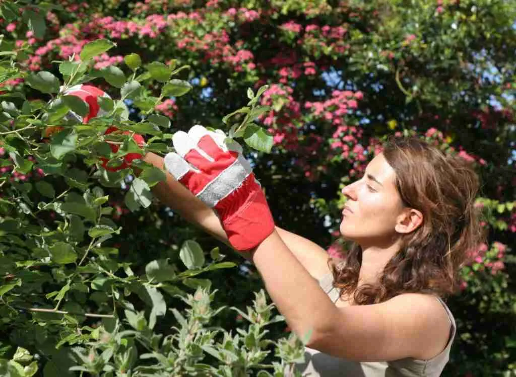 3 Best Gardening Gloves For Thorns