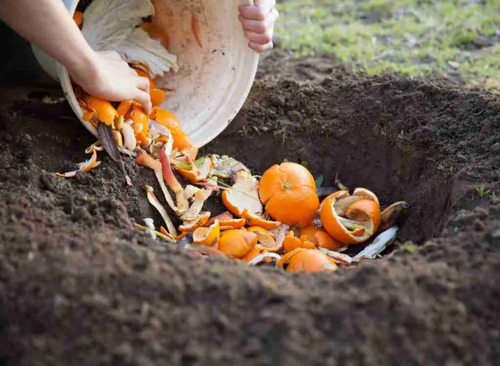 Bokashi Vs Compost