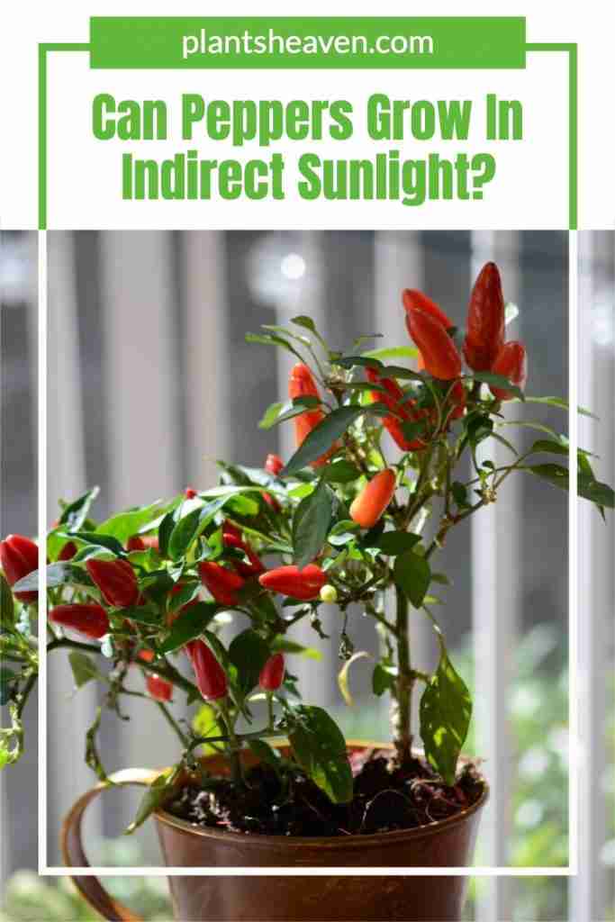 Can Peppers Grow In Indirect Sunlight? (Here's The Truth!) Plants Heaven
