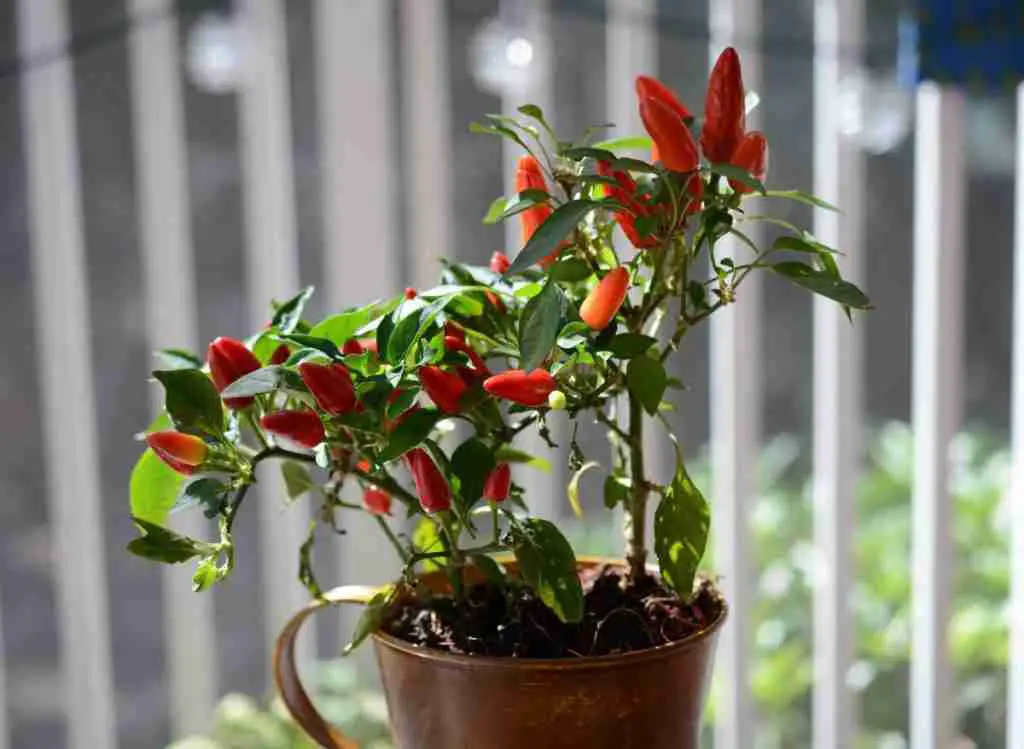 Can Peppers Grow In Indirect Sunlight?