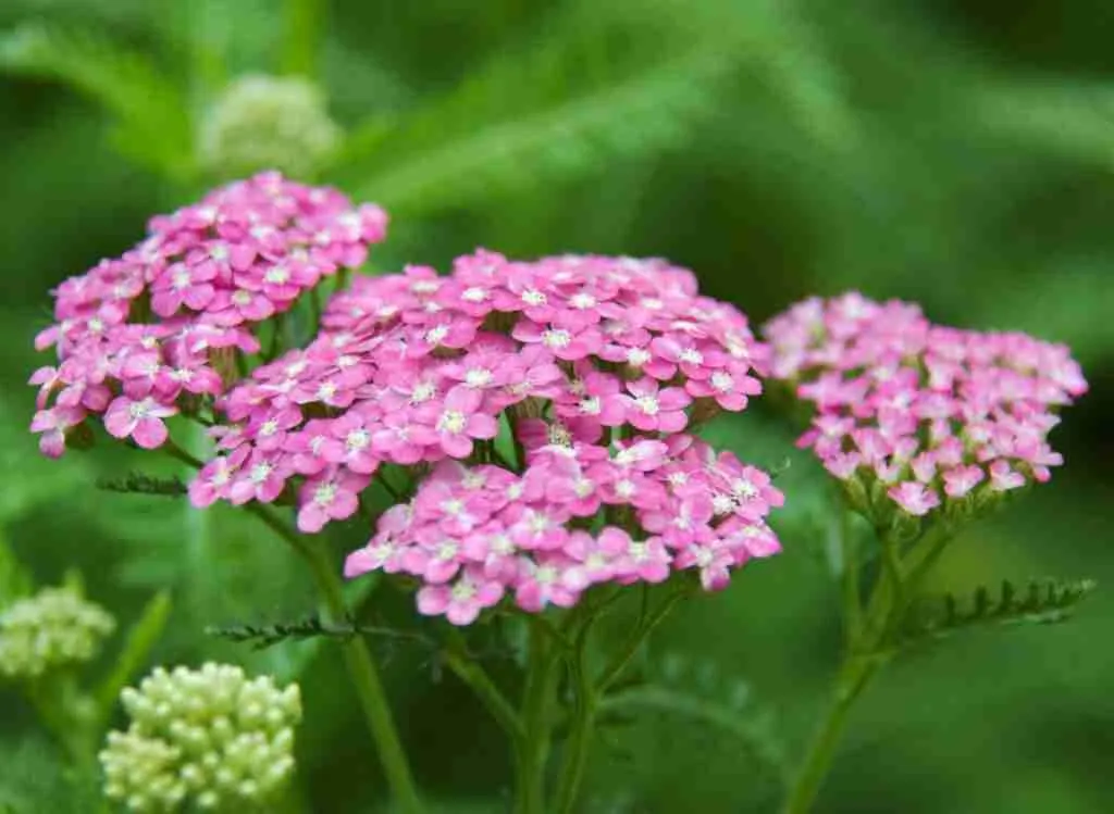 How To Use Yarrow As Companion Plants For Your Garden