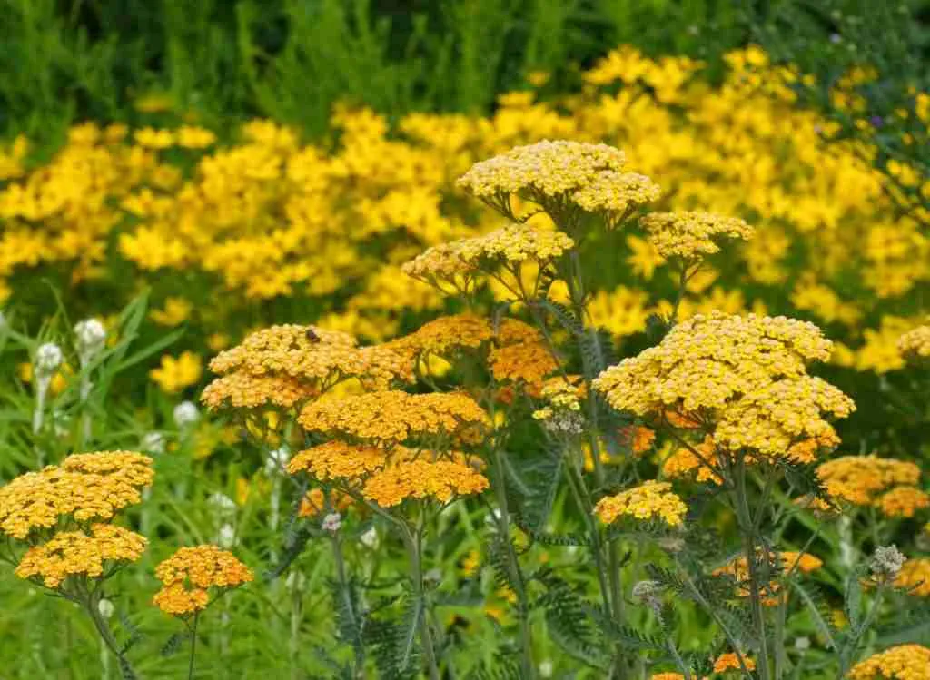 Image of Yarrow companion plant for penstemon digitalis