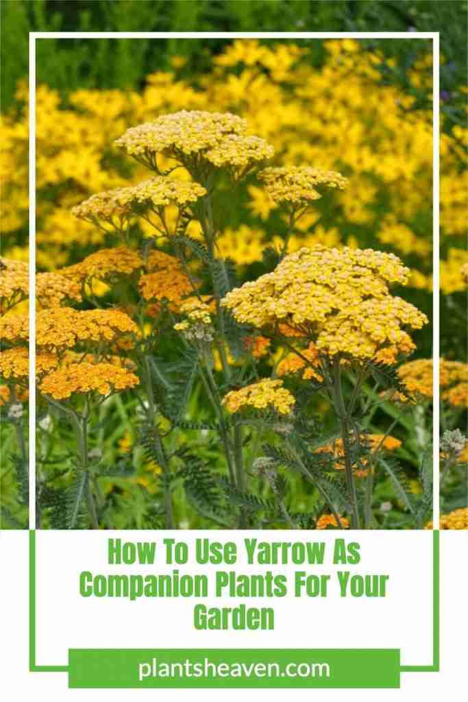How To Use Yarrow As Companion Plants For Your Garden | Plants Heaven