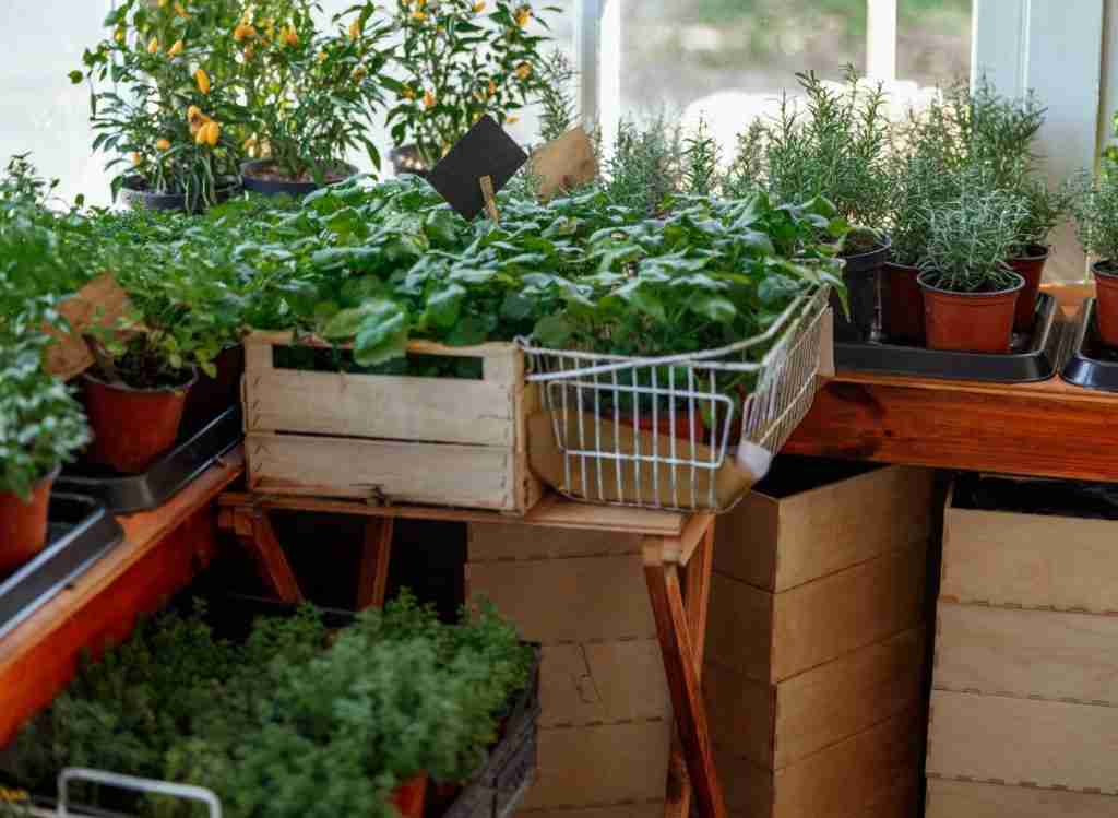 Planting Pepper Seeds Indoors: An Ultimate Guide