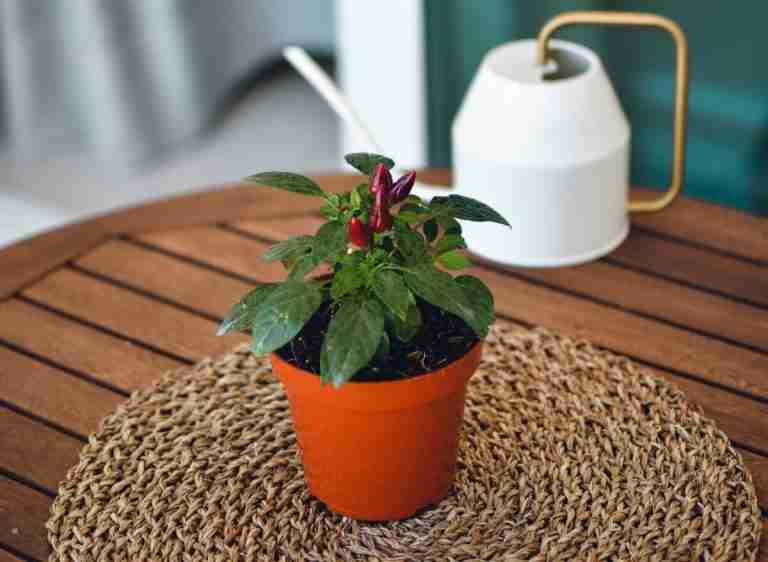 Planting Pepper Seeds Indoors An Ultimate Guide Plants