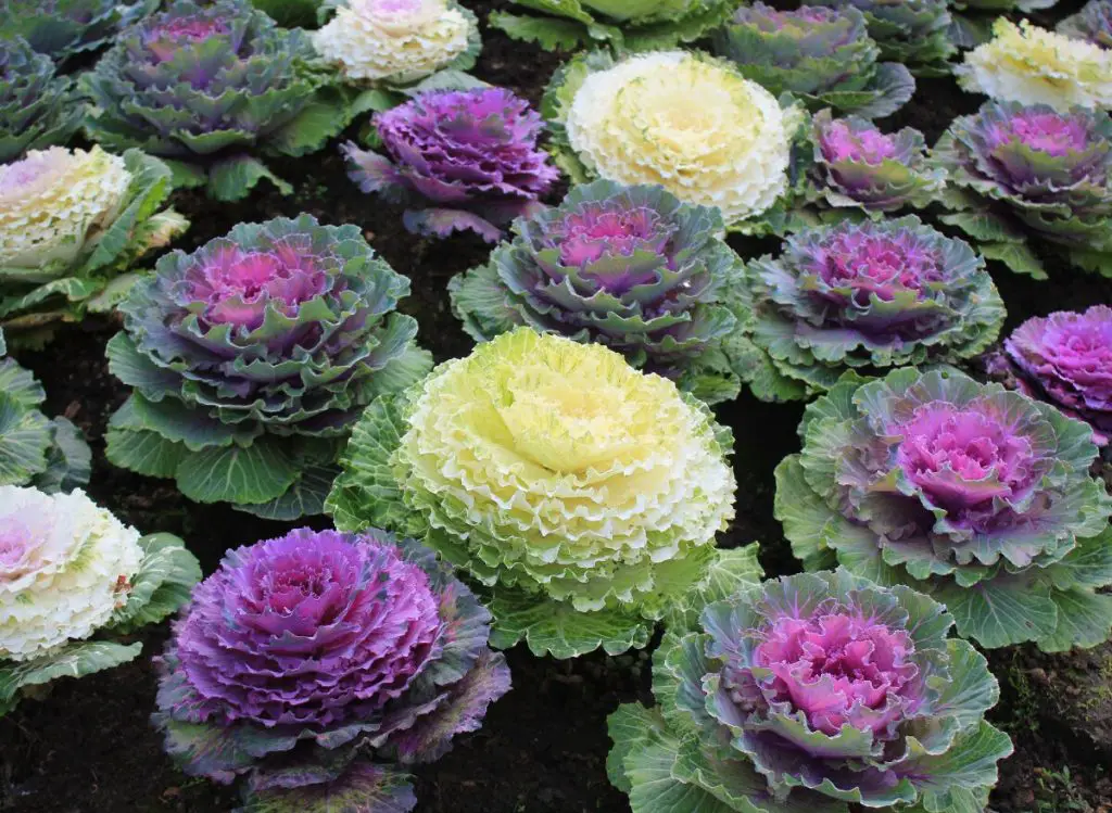 Do Brassica Plants Flower