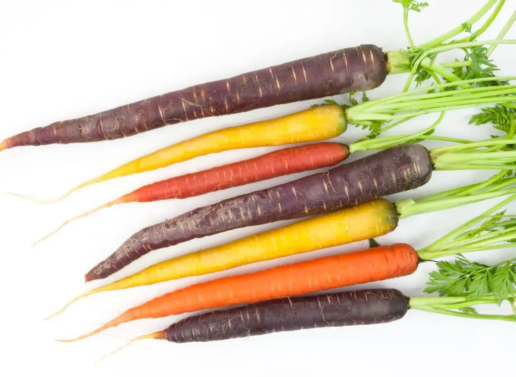 Growing Hydroponic Carrots