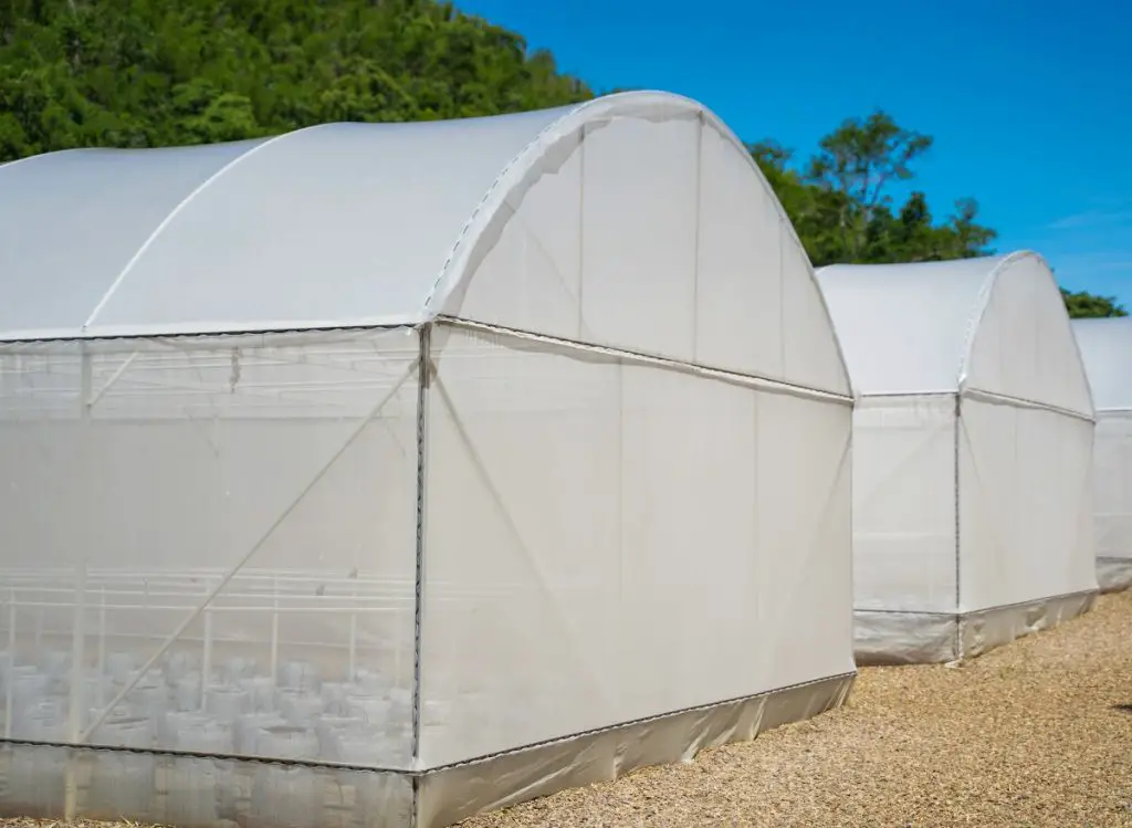 Hydroponics Grow Tent Pros And Cons