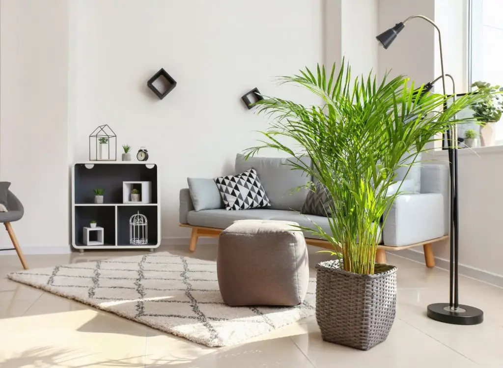 Top 6 Indoor Plants that Clean the Air and Remove Toxins