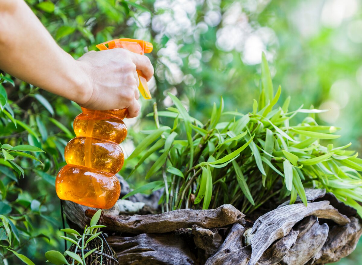 Is Fish Tank Water Good For Orchids? (Let’s Find Out!) Plants Heaven