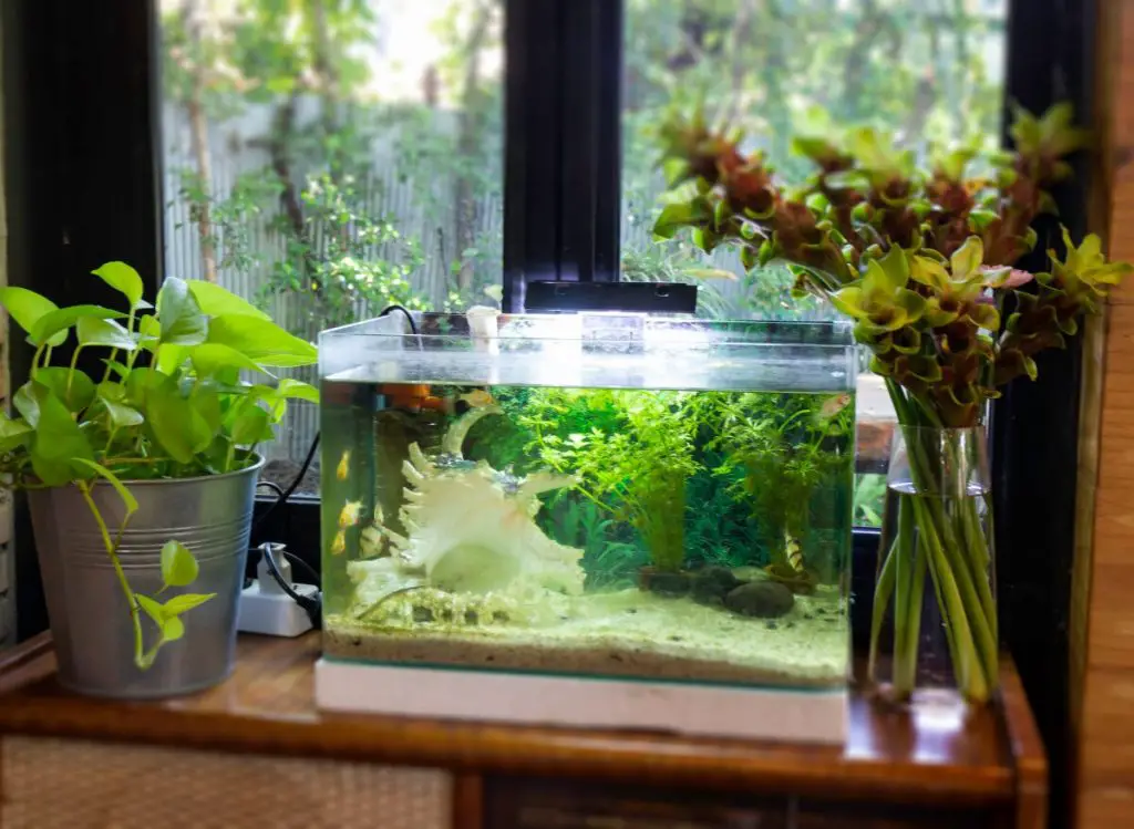 Is Fish Tank Water Good For Orchids?