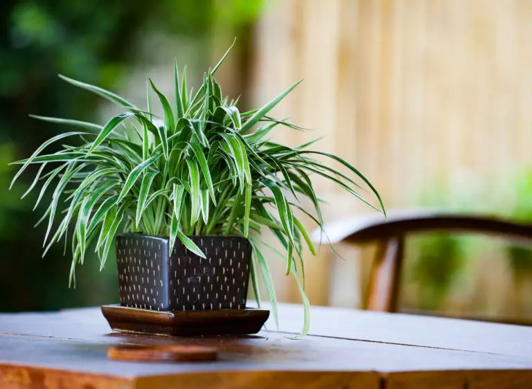 Top 6 Indoor Plants That Clean The Air And Remove Toxins Plants Heaven