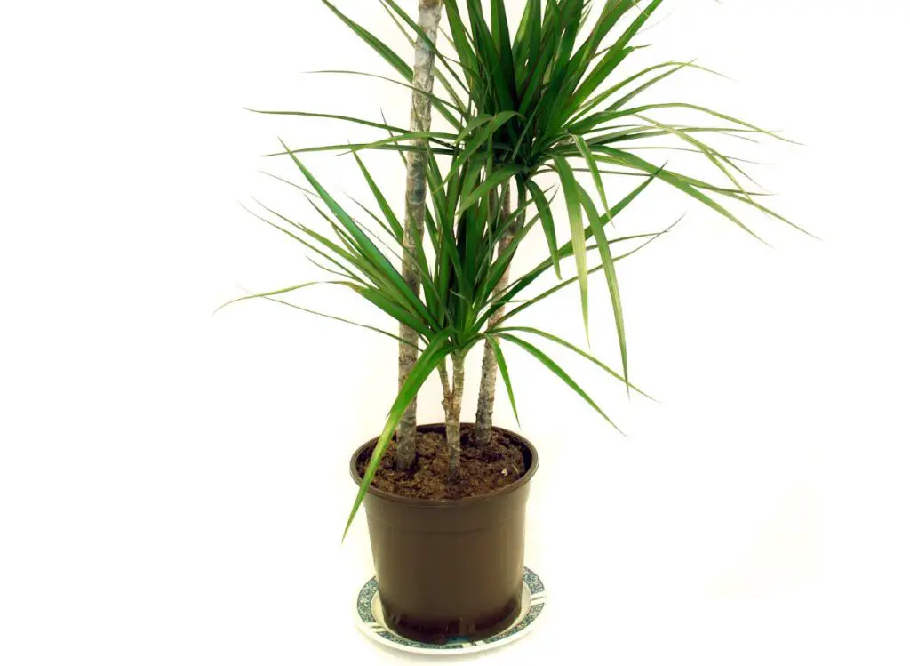 Top 6 Indoor Plants that Clean the Air and Remove Toxins