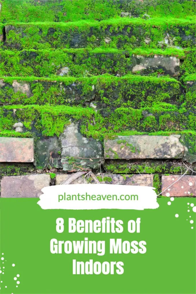 8-benefits-of-growing-moss-indoors-plants-heaven