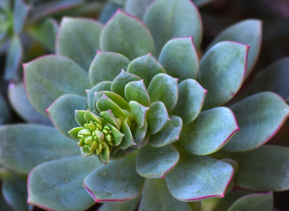 9 Best Indoor Succulents Low Light That Thrive In Dark Rooms Plants