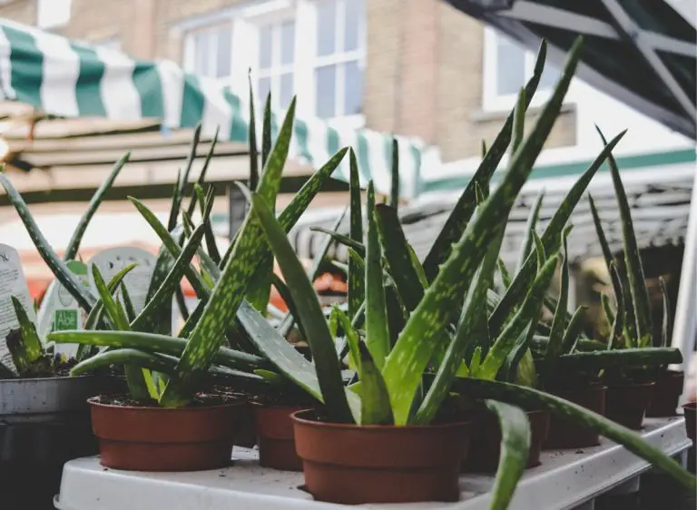 9 Best Indoor Succulents Low Light That Thrive In Dark Rooms Plants