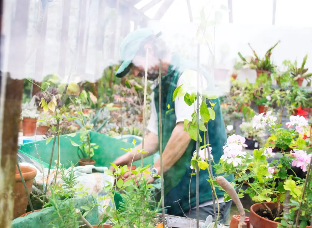 Greenhouse Gardening For Beginners