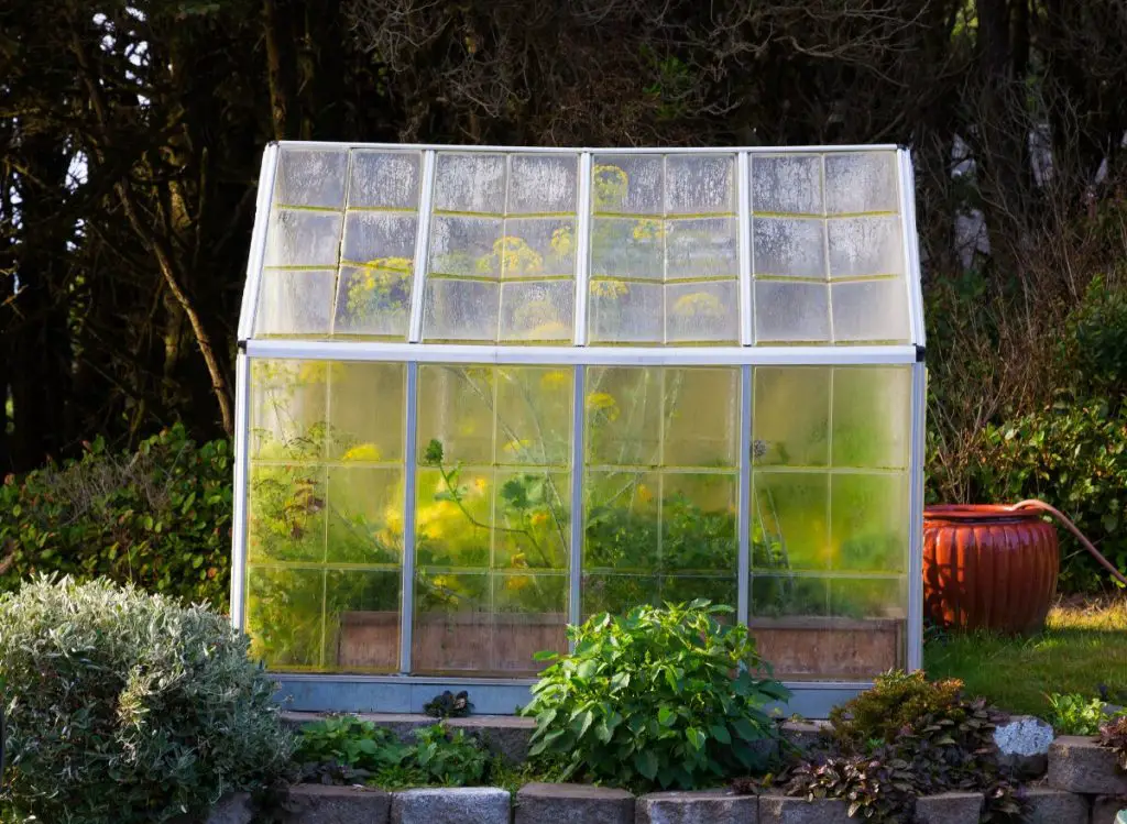 Greenhouse Gardening For Beginners