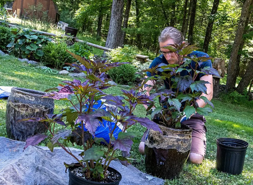 How Much Water Does a Hibiscus Need?