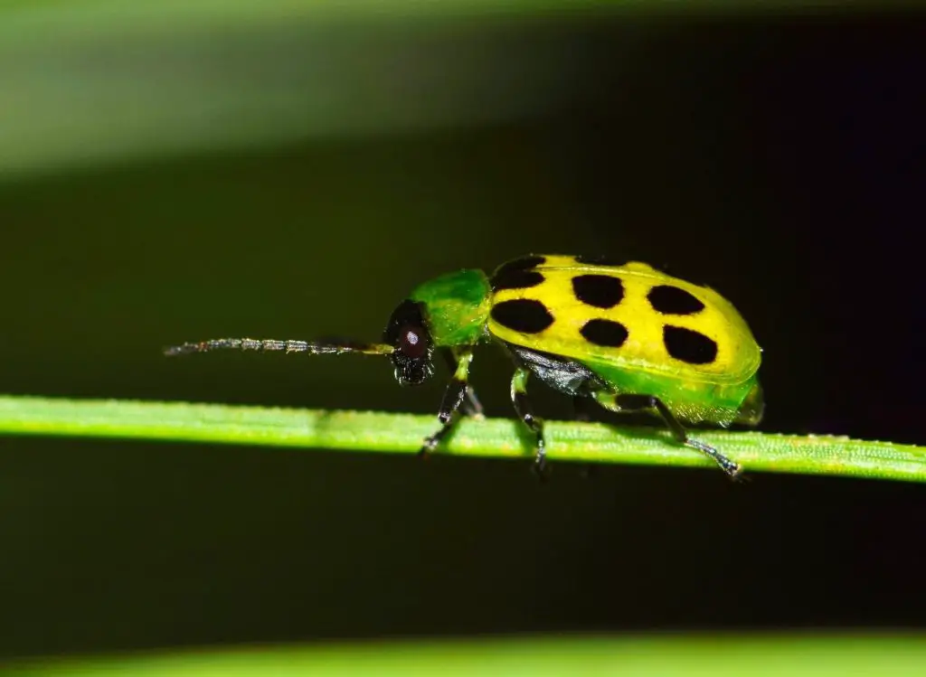 How To Get Rid Of Cucumber Beetles Faster