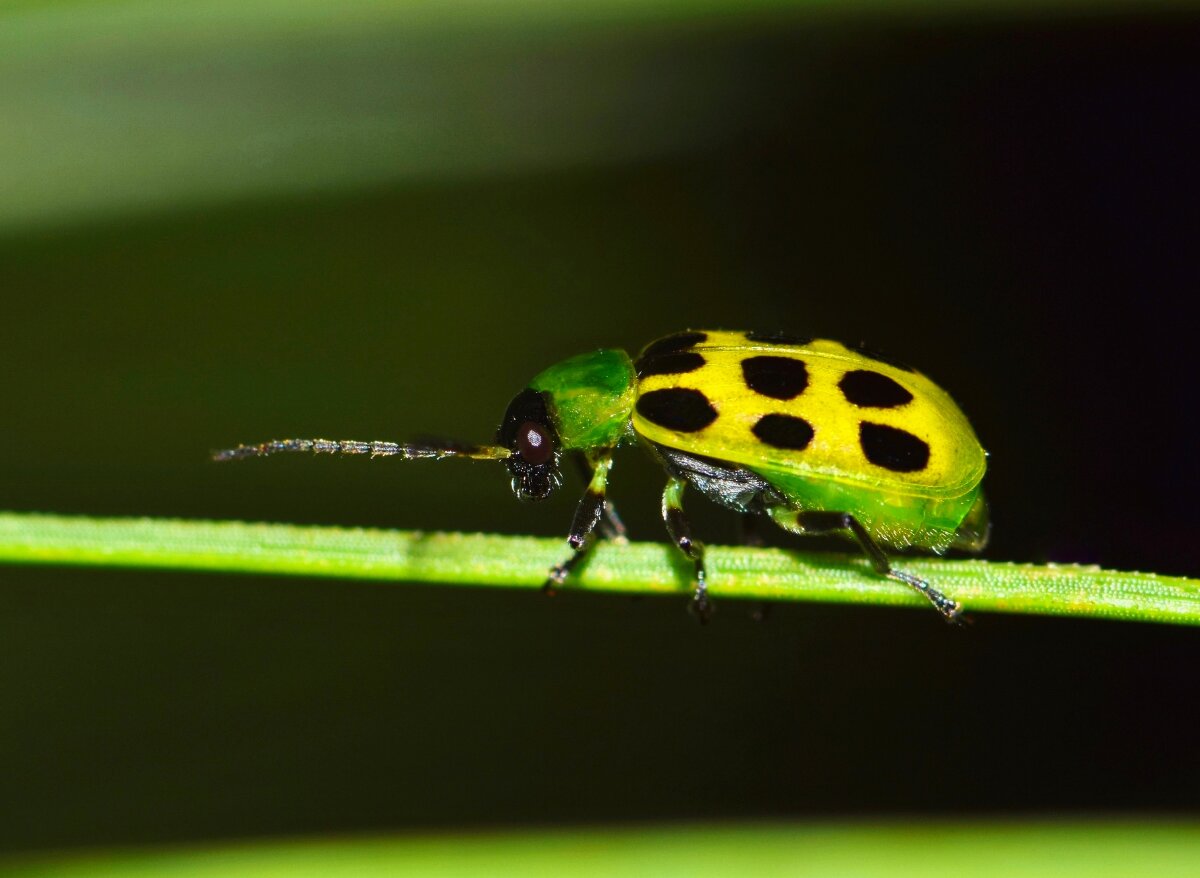 Here’s How To Get Rid Of Cucumber Beetles Faster Plants Heaven