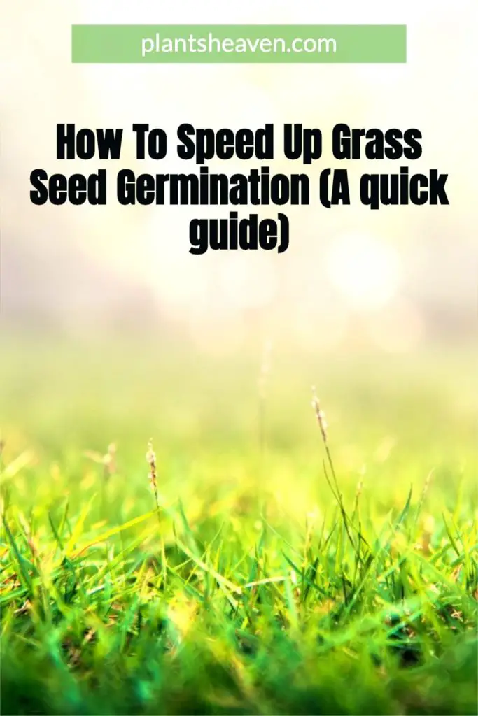 How To Speed Up Grass Seed Germination (A Quick Guide) Plants Heaven