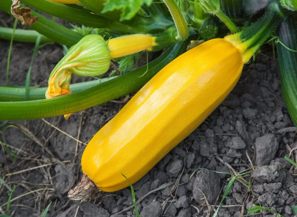 Is Your Zucchini Turning Yellow and Rotting