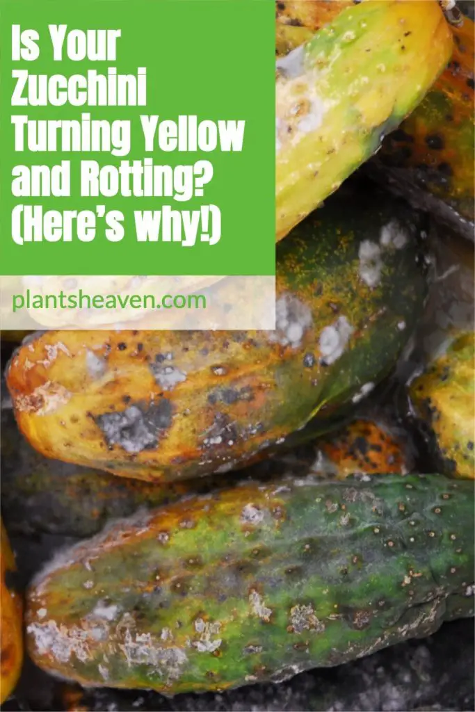 Is Your Zucchini Turning Yellow And Rotting? (Here’s Why!) Plants Heaven
