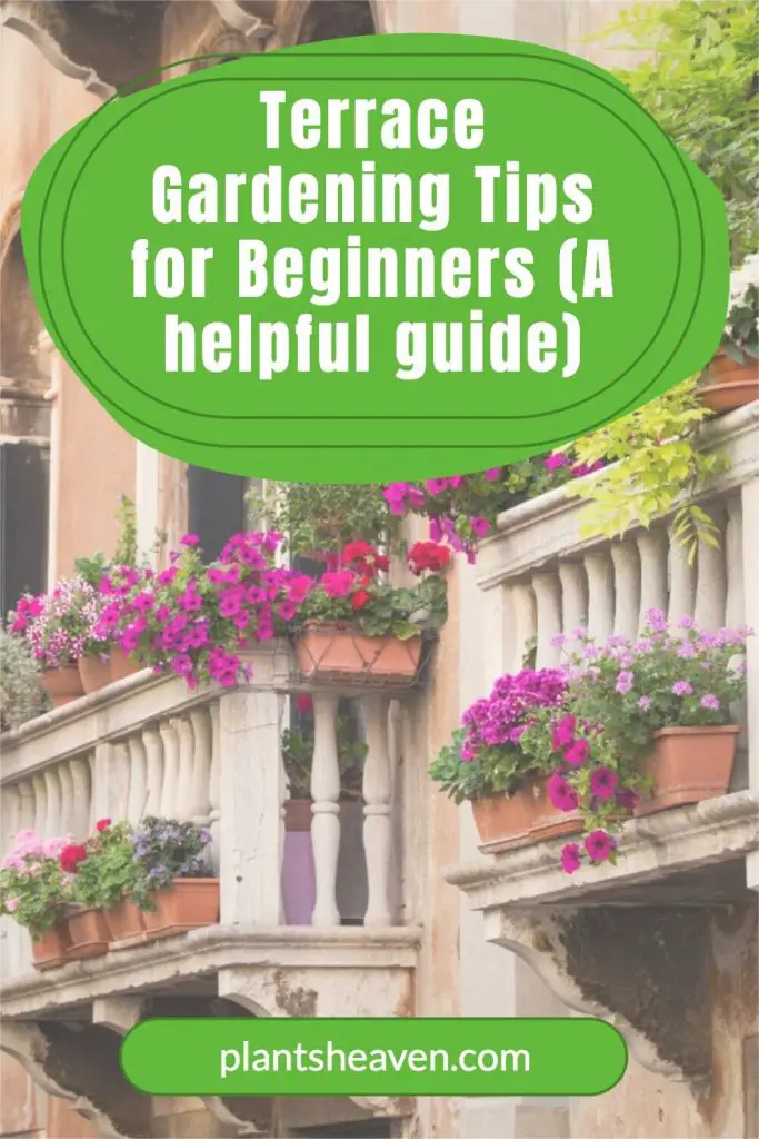 Terrace Gardening Tips For Beginners (A Helpful Guide) | Plants Heaven