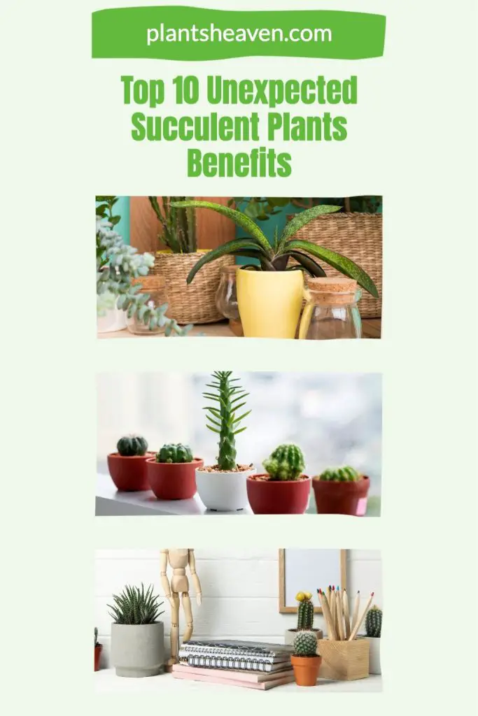 Top 10 Unexpected Succulent Plants Benefits | Plants Heaven