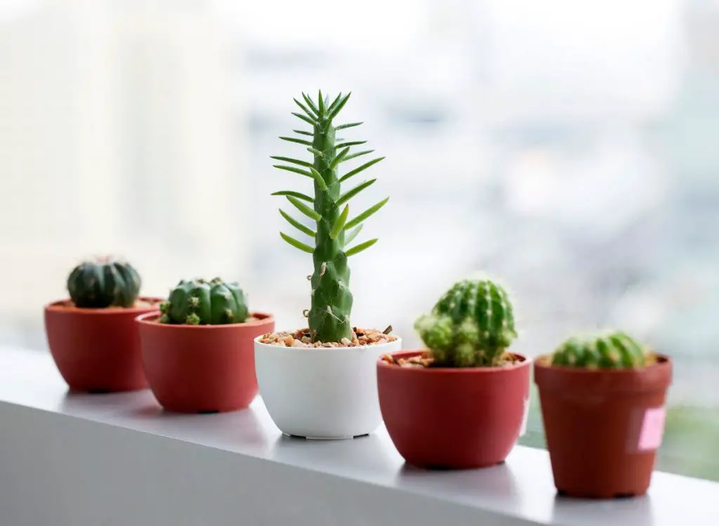 Unexpected Succulent Plants Benefits