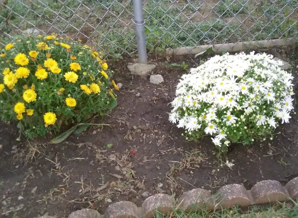 Are Belgian Mums Annual or Perennial