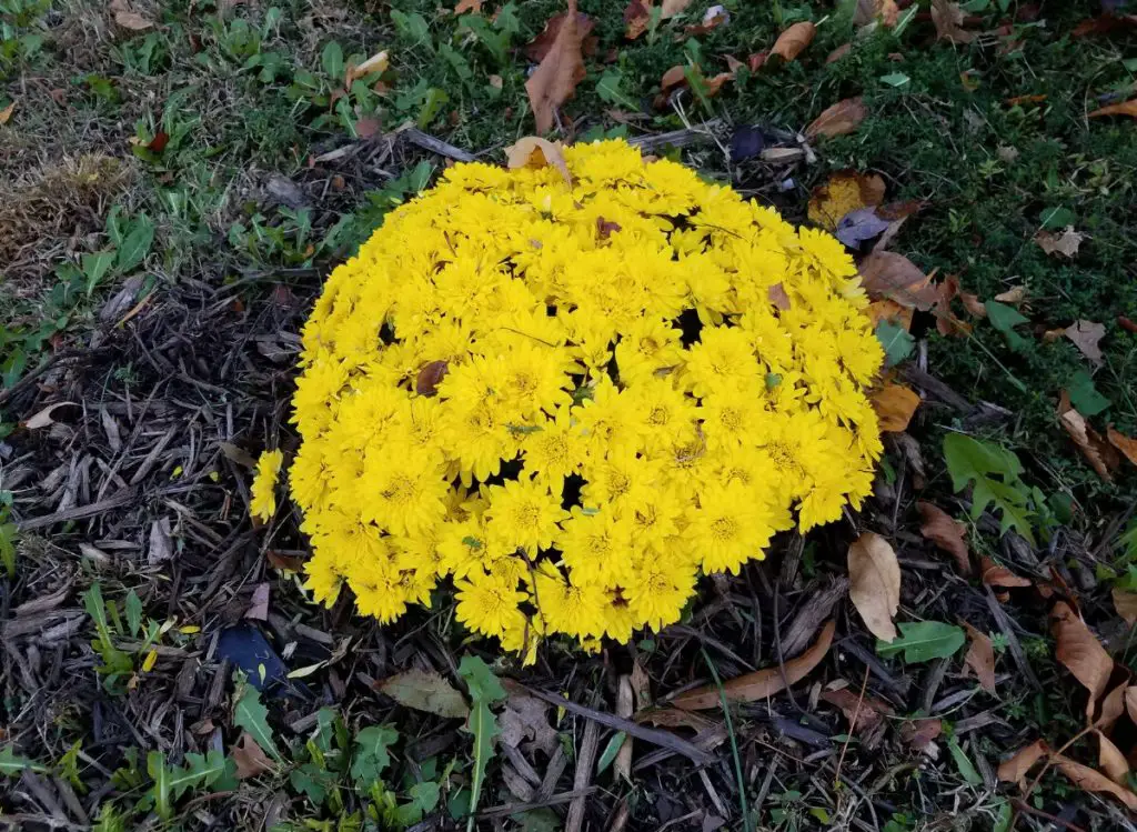 Are Belgian Mums Annual or Perennial