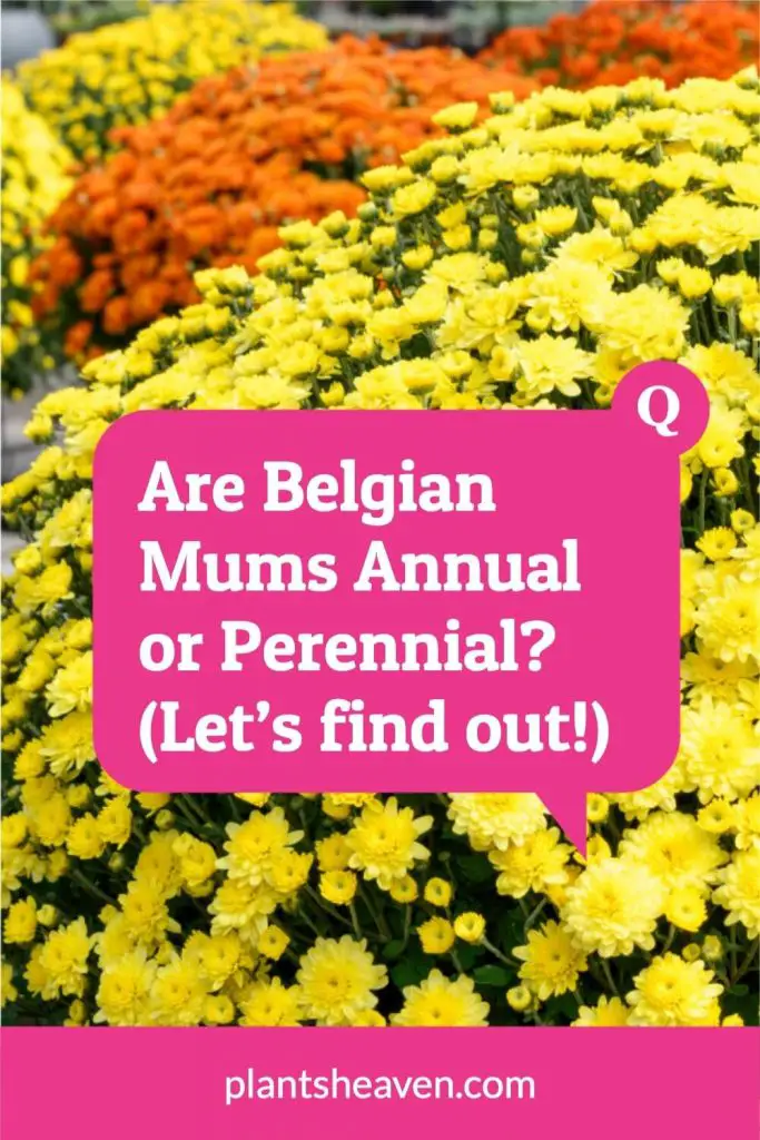 Are Belgian Mums Annual Or Perennial? (Let’s Find Out!) Plants Heaven