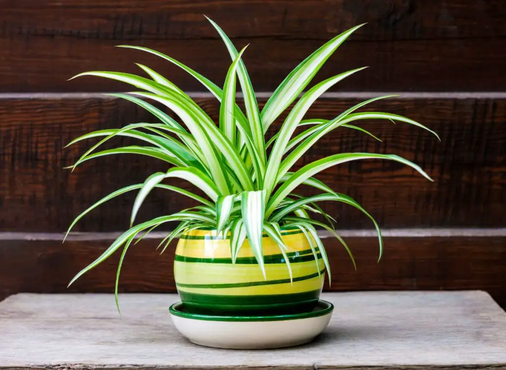 How To Make Spider Plant Bushier (Here's how!)